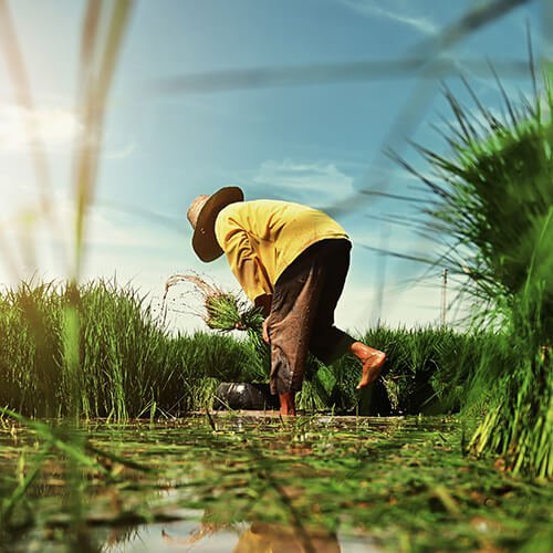 Organic and Modern Farming