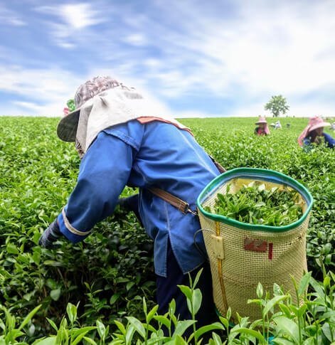 Farmer Development